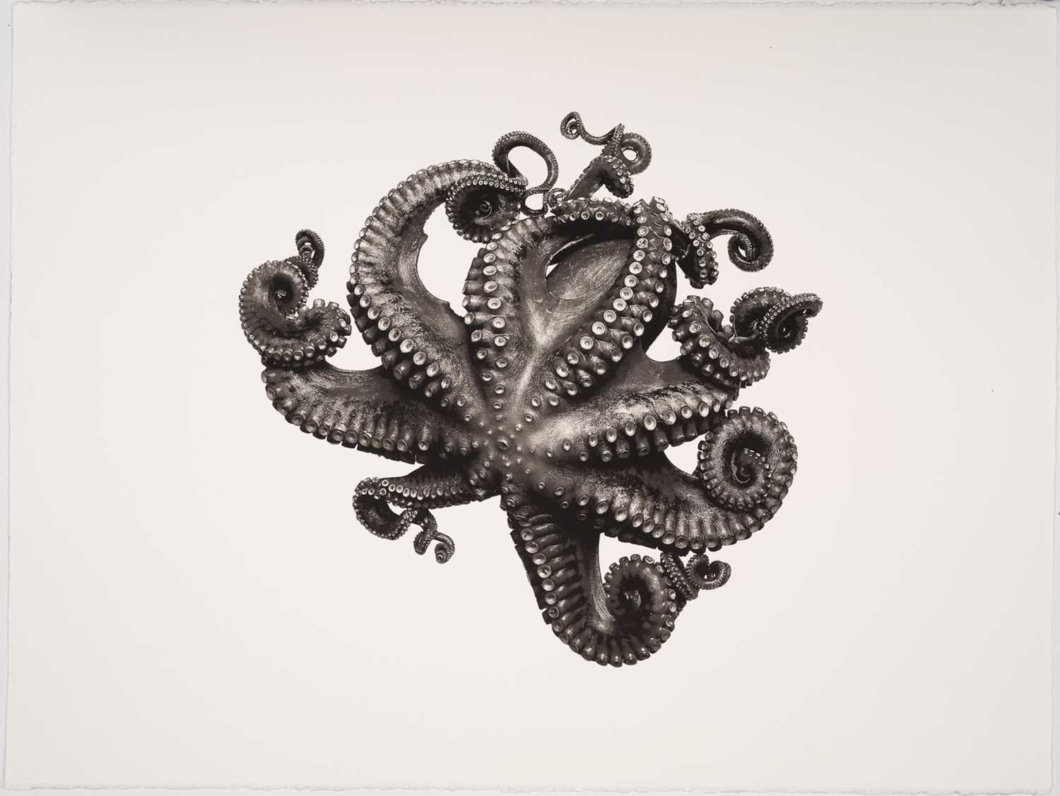 Lot 222 - Jan C Schlegel (German 1965-), Octopus Vulgaris