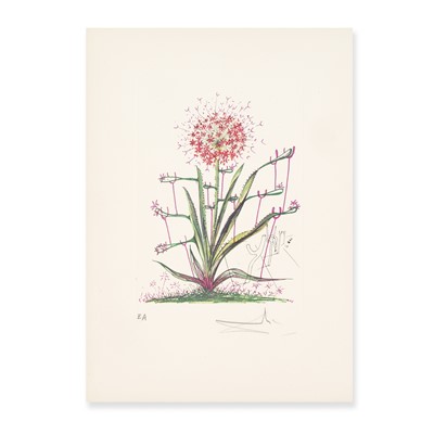 Lot 108 - Salvador Dali (Spanish 1904-1989), 'Allium Christophii Pilique Pubescentes, from Surrealistic Flowers', 1972