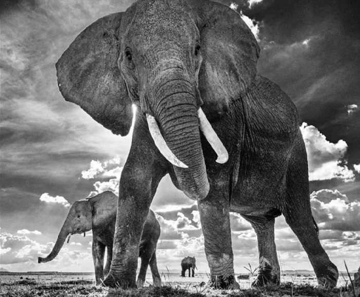 Lot 200 - David Yarrow (British 1966-), 'The Untouchables II', 2017