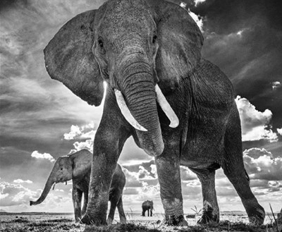 Lot 150a - David Yarrow (British 1966-), 'The Untouchables II', 2017