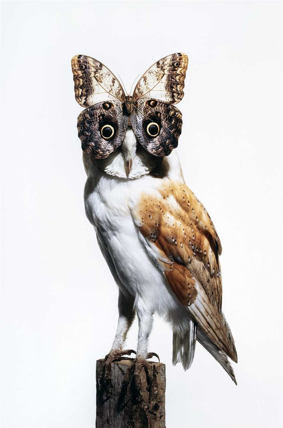 Lot 56 - Nancy Foutts ( American)Owl with Butterfly, 2012