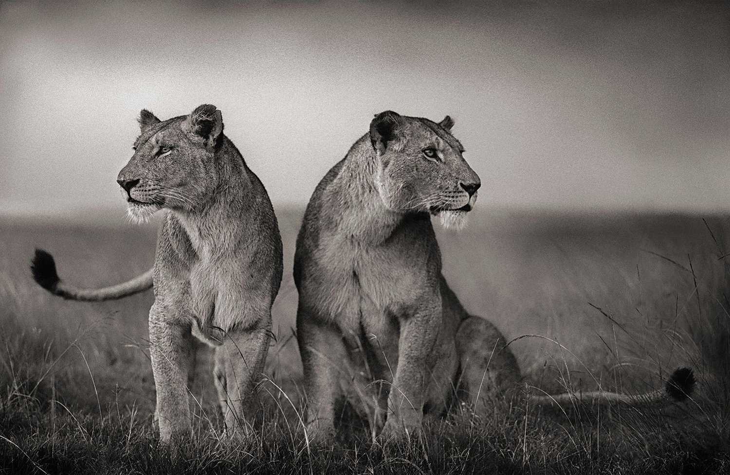 Lot 160 - Nick Brandt (British 1964-), 'Lionesses Ready to Hunt, Maasai Mara', 2008