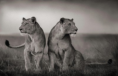 Lot 160 - Nick Brandt (British 1964-), 'Lionesses Ready to Hunt, Maasai Mara', 2008